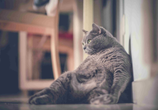 کنترل وزن در گربه ها